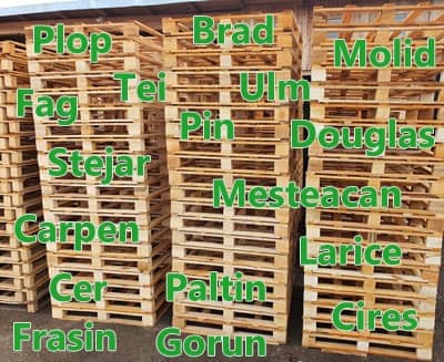 Read more about the article Types of Wood for Pallets and Euro Pallets